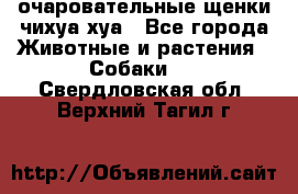 очаровательные щенки чихуа-хуа - Все города Животные и растения » Собаки   . Свердловская обл.,Верхний Тагил г.